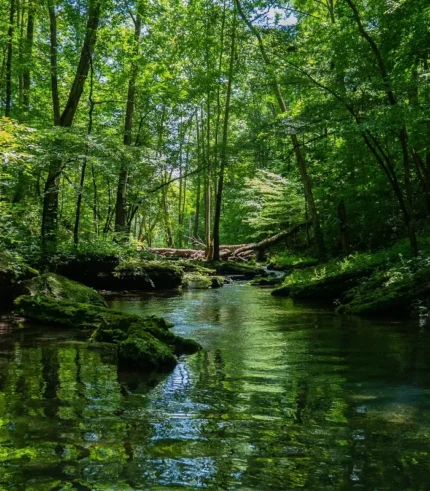 tranquil forest stream surrounded by lush green trees