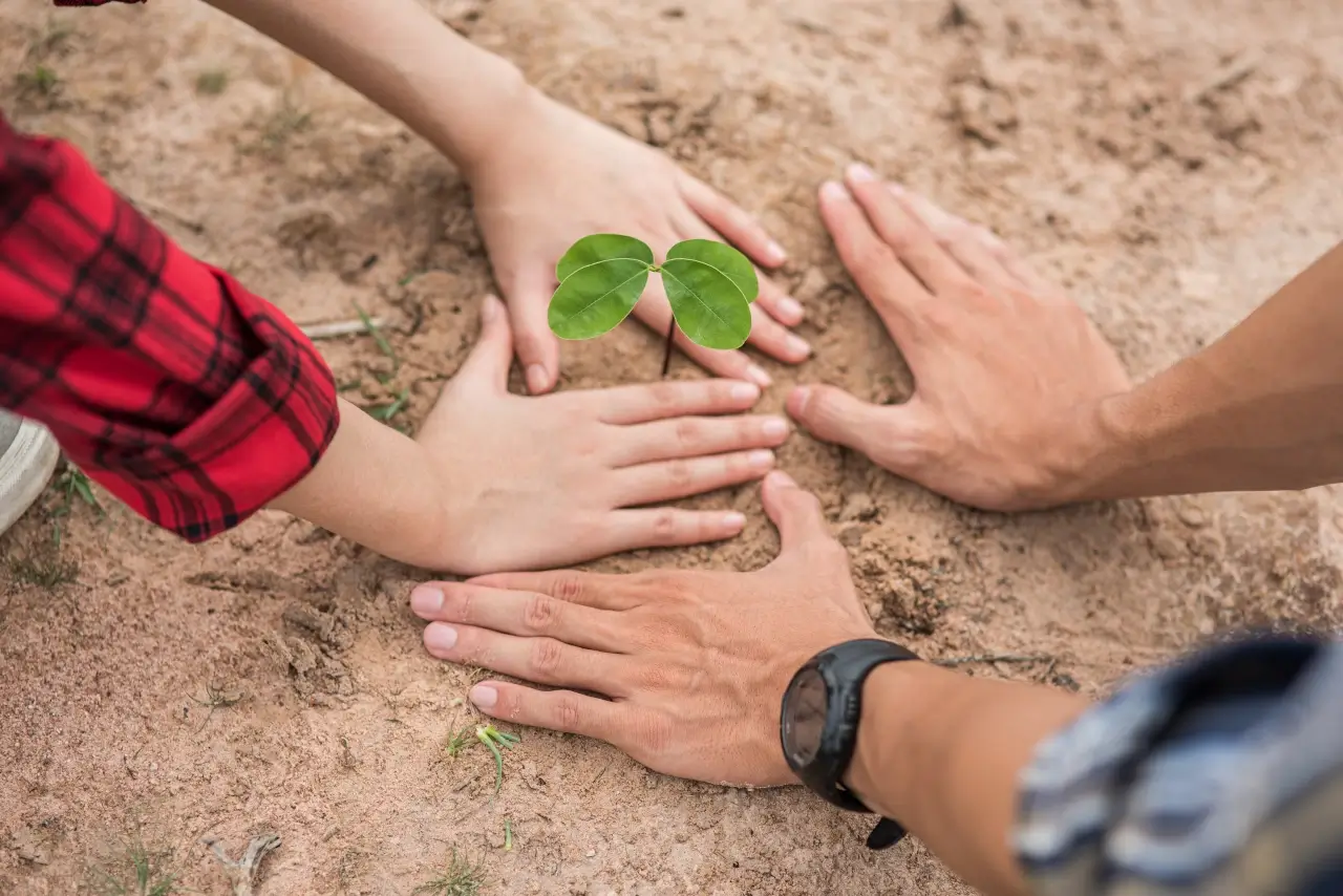 close up of man and woman hands planting sapling